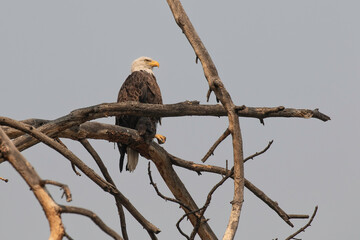 American Bald Eagle