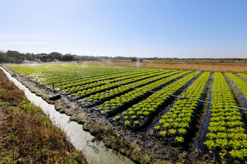 Overview of the lettuce plantation around the city of Sao Paulo, Brazil. Known as the greenbelt