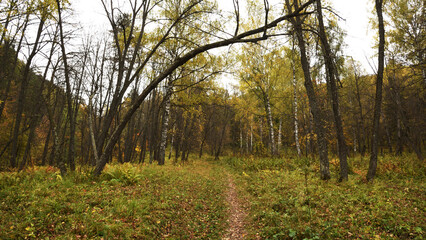 autumn in the forest