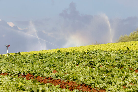 Irrigation system in action in letucce planting in countryside of Sao Paulo state, Brazil