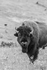 Bison B/W 1