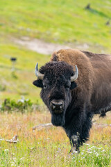 Bison/Buffalo 2