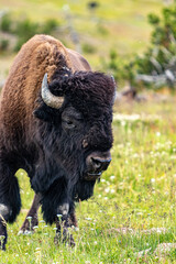 Bison / Buffalo C