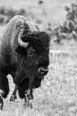 Bison / Buffalo (b/w)2