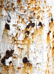 Rusted white painted metal grunge texture