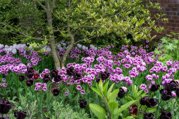 Obraz premium Beautiful Tulipa Continental and Tulipa Purple Elegance in springtime