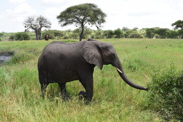 African elephant swinging his trunk in the Tanzanian jungle
