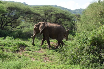 Fototapeta premium African elephant walking in the Tanzanian jungle