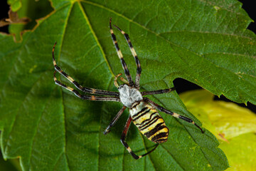 argiope spider on green leaf