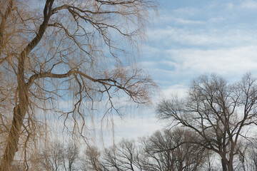 winter scene with blue sky and clouds and trees