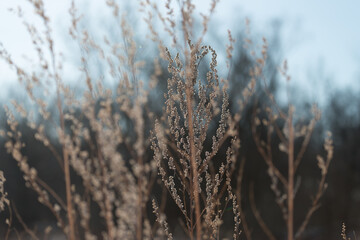 Obraz premium dried grass or wild flora by the river in winter time