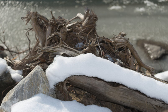 partly snow covered tree stump and roots by the river