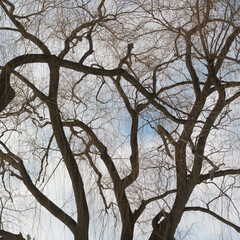 Fototapeta na wymiar weeping willow tree branches on sky with clouds