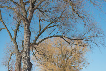 Fototapeta premium tree branches and sky in winter