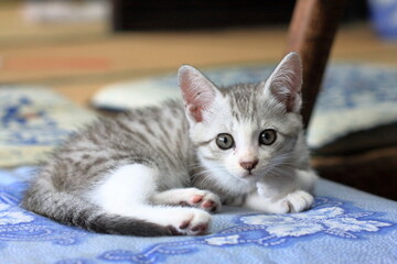 座布団でくつろぐ子猫