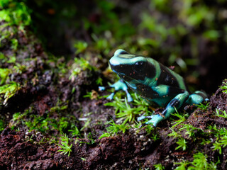 Poison Dart Frog with bright vivid colors at night in tropical rainforest of Costa Rica  