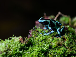 Poison Dart Frog with bright vivid colors at night in tropical rainforest of Costa Rica  