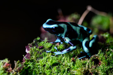 Poison Dart Frog with bright vivid colors at night in tropical rainforest of Costa Rica  