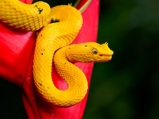Eyelash Viper snake at night on heliconia flower, rainforest in Costa Rica