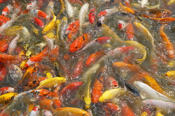 Obraz na płótnie Canvas Japan koi fish or Fancy Carp swimming in a black pond fish pond. Popular pets for relaxation and feng shui meaning. Popular pets among people.