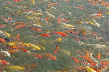 Japan koi fish or Fancy Carp swimming in a black pond fish pond. Popular pets for relaxation and feng shui meaning. Popular pets among people.
