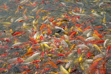 Japan koi fish or Fancy Carp swimming in a black pond fish pond. Popular pets for relaxation and feng shui meaning. Popular pets among people.