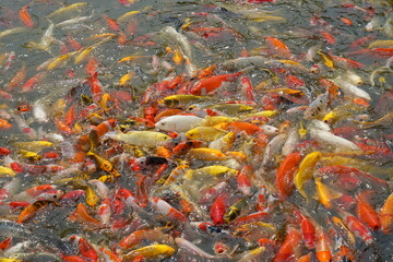 Japan koi fish or Fancy Carp swimming in a black pond fish pond. Popular pets for relaxation and feng shui meaning. Popular pets among people.