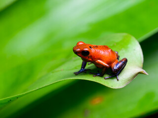 Strawberry Poison-dart Frog with bright vivid colors in tropical rainforest of Costa Rica