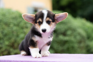 Close up puppy corgi dog sitting on the table in summer sunny day