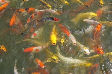 Japan koi fish or Fancy Carp swimming in a black pond fish pond. Popular pets for relaxation and feng shui meaning. Popular pets among people.
