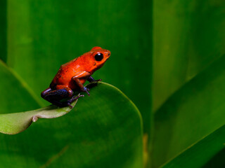 Strawberry Poison-dart Frog with bright vivid colors at night in tropical rainforest of Costa Rica  