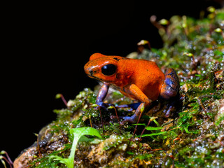 Strawberry Poison-dart Frog with bright vivid colors at night in tropical rainforest of Costa Rica  