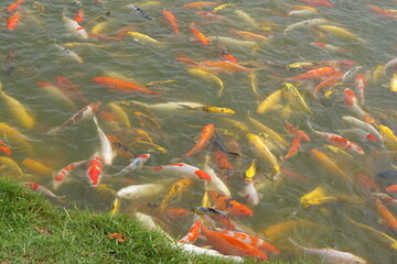 Japan koi fish or Fancy Carp swimming in a black pond fish pond. Popular pets for relaxation and feng shui meaning. Popular pets among people.