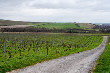 Fototapeta premium View of Champagne gran cru vineyards and Marne river near Ay village at winter
