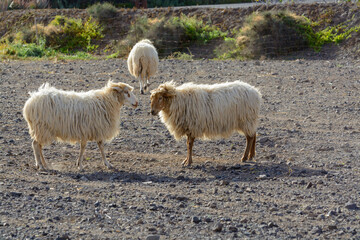 Shaggy rams walking on ploughed field on bio cheese farm on Fuerteventura, Canary Islands, Spain