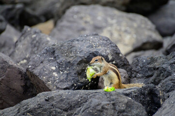 Chipmunk or barbary ground squirrel animal sits on dark lava stones on Fuerteventura, Canary Islands, Spain