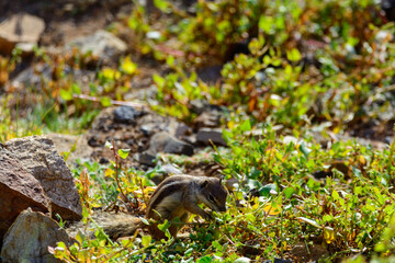 Naklejka na ściany i meble Chipmunk or barbary ground squirrel animal sits on dark lava stones on Fuerteventura, Canary Islands, Spain