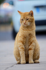 Well-living street cats enjoying sunny day on streets of Caleta de Fuste, Fuerteventura, Canary islands, Spain.