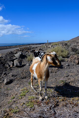 Goats grazing on rocky volcanic hillsides along dirty road to the remote Cofere beach on Fuerteventura, Canary islands, Spain