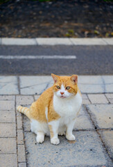 Well-living street cats enjoying sunny day on streets of Caleta de Fuste, Fuerteventura, Canary islands, Spain.