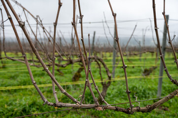View of Champagne gran cru vineyards near Bouzy village at winter, Champagne, France