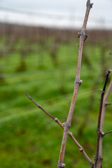 View of Champagne gran cru vineyards near Bouzy village at winter, Champagne, France