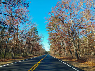 Road through the woods