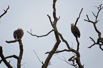 Bald Eagles