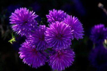 Obraz premium Purple flowers. Low Key. Selective focus. China Aster. Callistephus chinensis