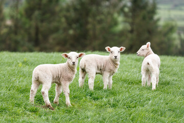 Lambs in a green field in Snowdonia, Wales, UK