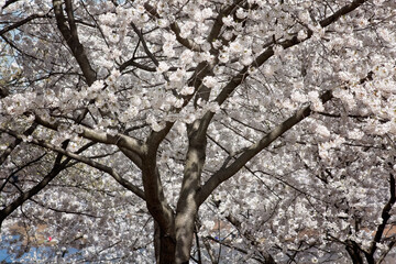 cherry blossoms at the park