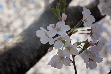cherry blossoms at the park