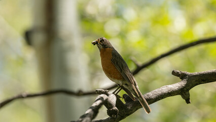 An American Robin in perched on an aspen branch in the forest near Kolob reservoir Utah, USA, holding several bugs in it's beak on a warm summer day.