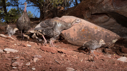 A pair of wild turkey hens and their chicks come down the slope of an arid, rocky hillside with...